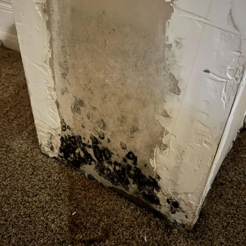 Professional Mold Removal in West Canton, NC